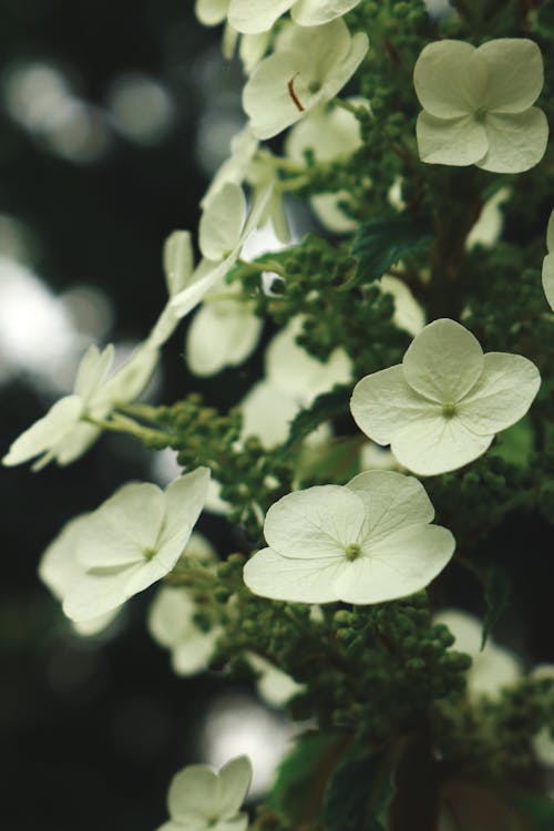 Beautiful Hydrangea Flowers in Bloom