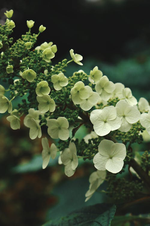 White Hydrangea Flowers in Bloom