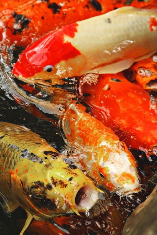 Koi Fishes in Close-Up Photography