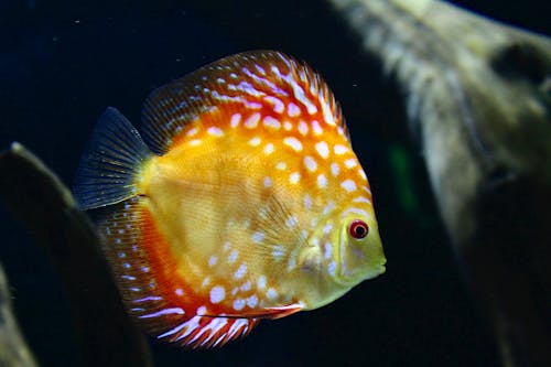 Free Orange and White Fish in Water Stock Photo