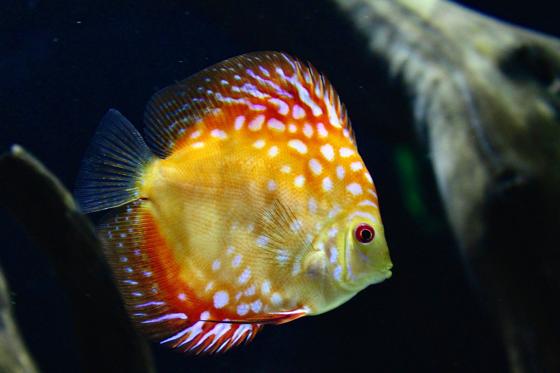 Orange and White Fish in Water
