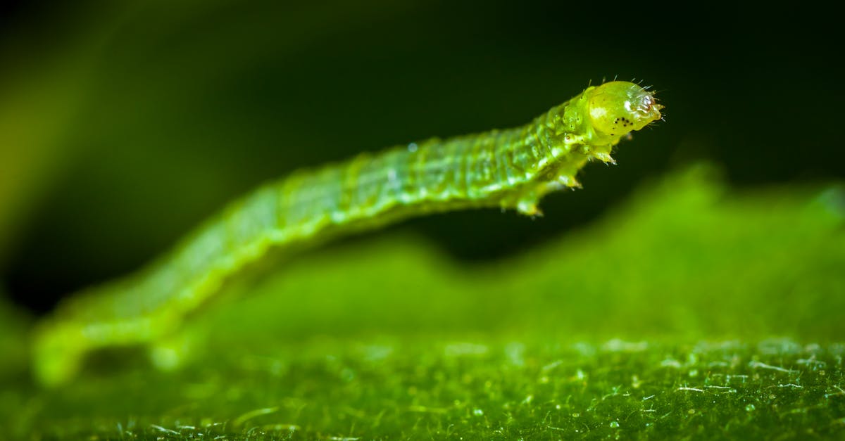 Free stock photo of caterpillar, insect, macro