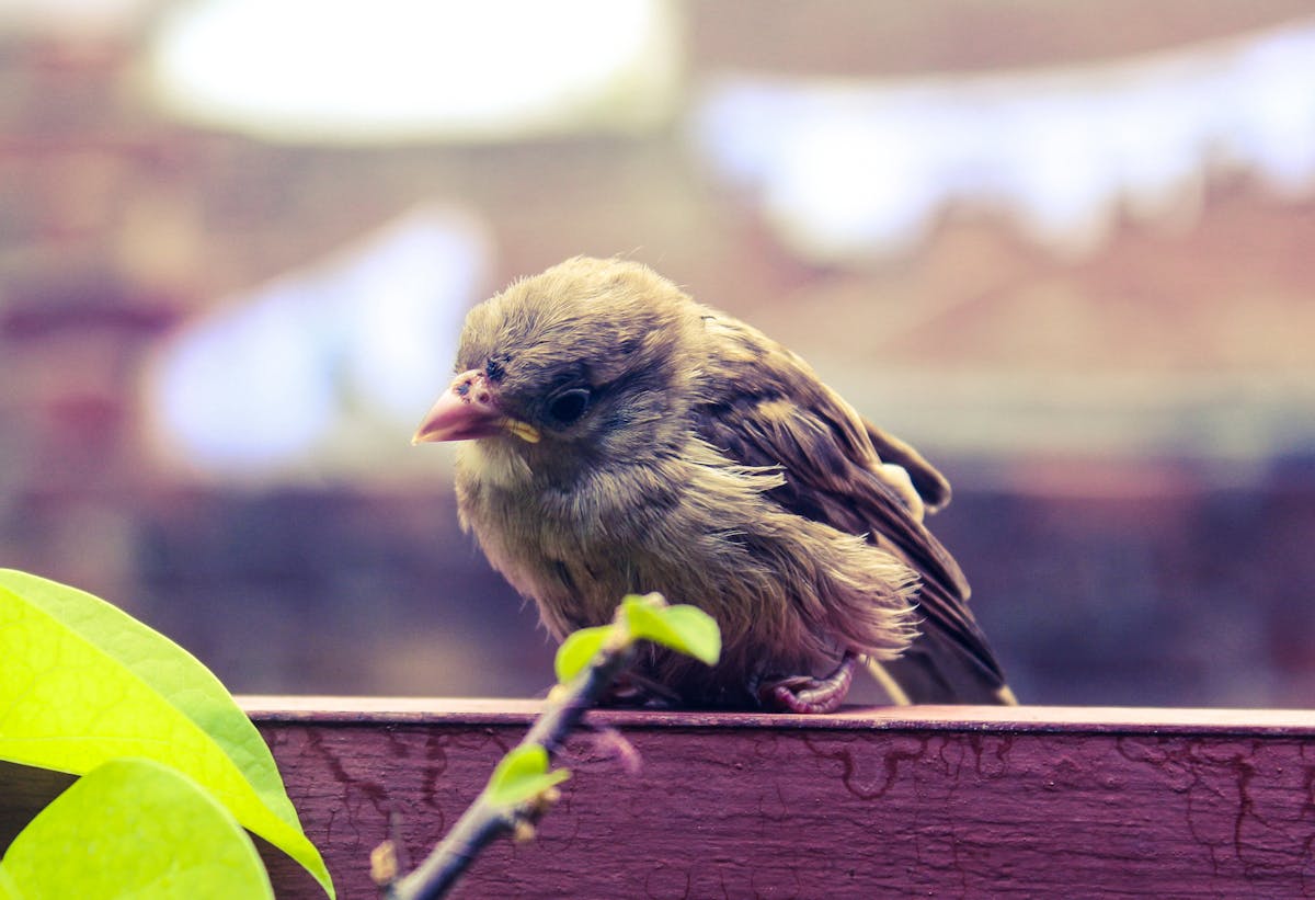 Person using a laptop and smartphone with charts open, symbolizing productivity and digital tools