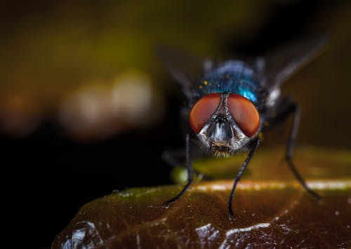 Macro Photography of Fly Perched on Brown Leaf