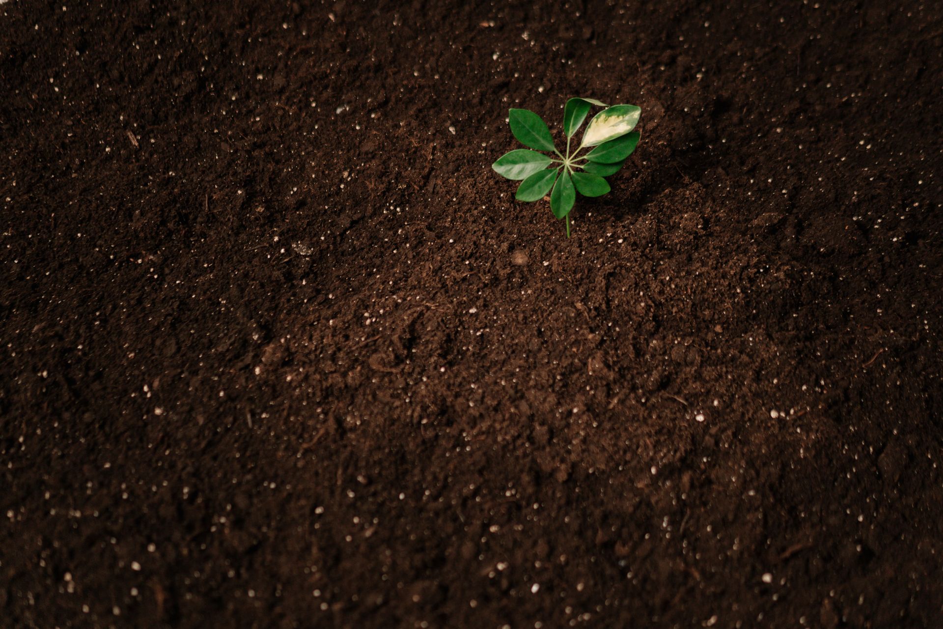 Close-Up Shot of a Plant on Soil