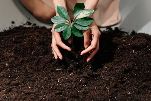 A Person Planting on a Soil