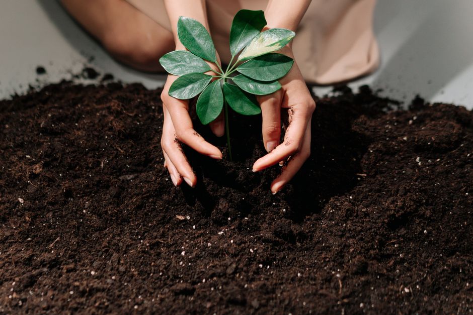 Hands planting a seedling in soil