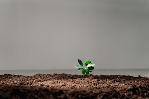 Free A Growing Plant on a Soil Stock Photo
