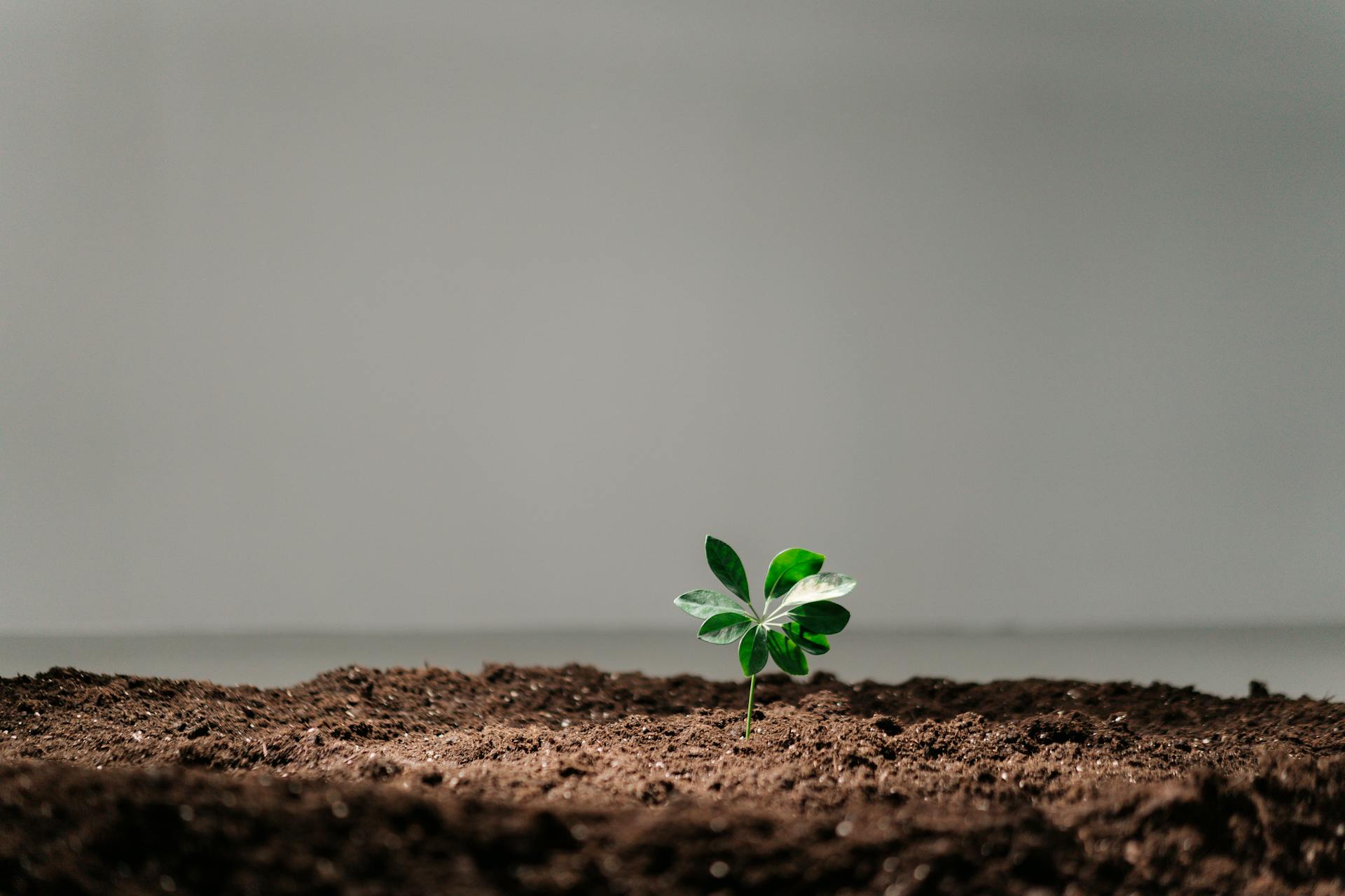 A Growing Plant on a Soil