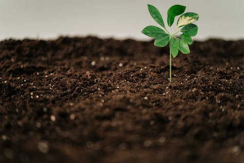 Free A Green Plant on a Brown Soil Stock Photo