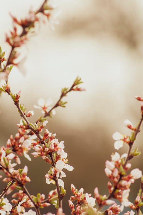 A Close-Up Shot of Flowers on a Branch