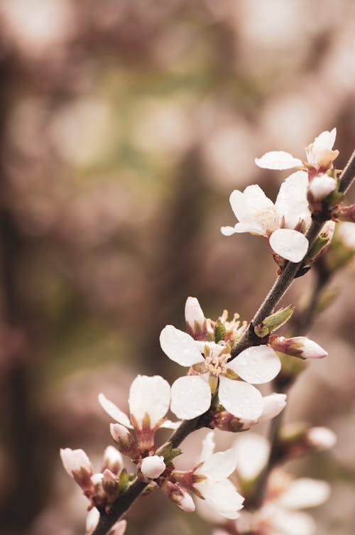 Close-up of Cherry Tree Blossom