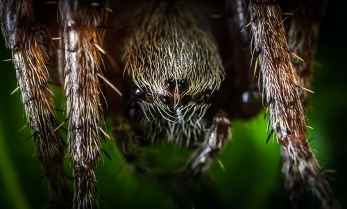 Free Detailed macro photography capturing the intricate details of a spider's face and hairy legs. Stock Photo