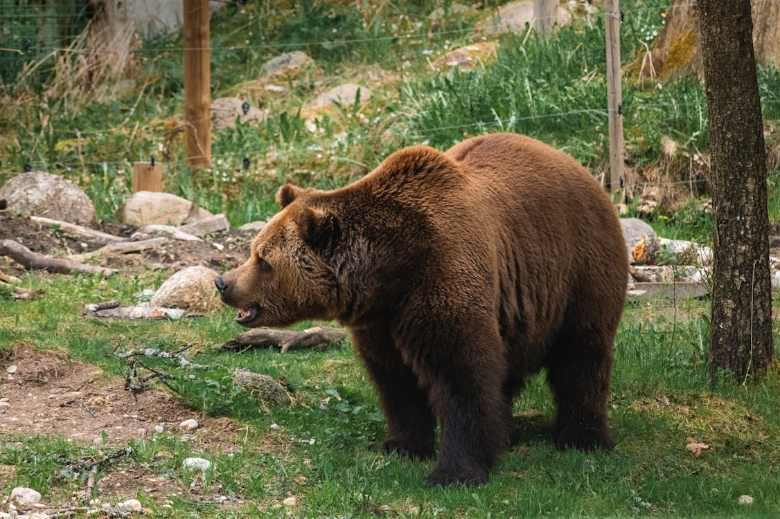 ▼棕熊將飼育員咬死，其他飼養員也難以即時阻止。（示意圖／pexels）