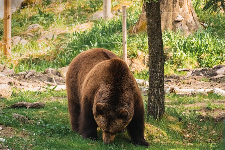 A Grizzly Bear On Grass Near A Tree