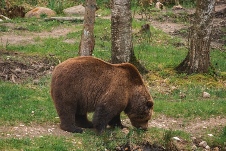 Close-up Of A Baby Brown Bear