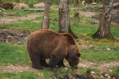 Free A majestic brown bear foraging peacefully in a lush green forest clearing. Stock Photo