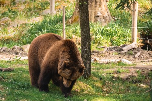 Free A majestic grizzly bear exploring a lush green forest, showcasing wildlife beauty. Stock Photo