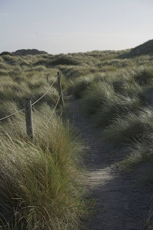 A Trail in the Green Grass Field