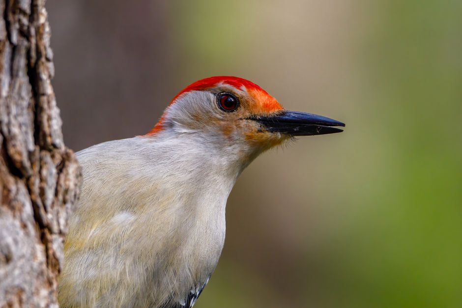 A vibrant red-bellied woodpecker perched on a tree with a soft focus background.