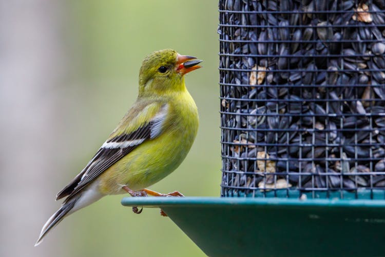 American Goldfinch Bird Eating Black Seed