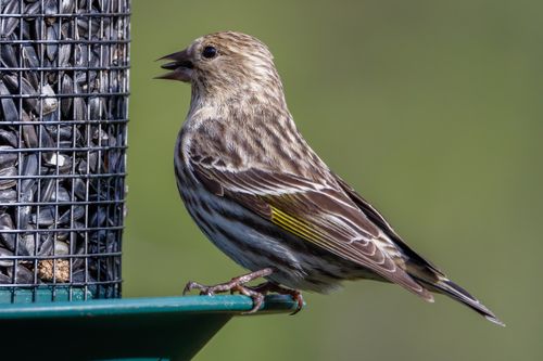 Free A detailed close-up of a finch perched on a bird feeder filled with sunflower seeds outdoors. Stock Photo
