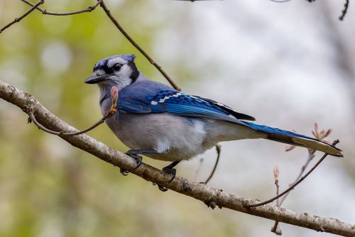 Free Close-up of a blue jay (Cyanocitta cristata) perched on a tree branch with soft background. Stock Photo
