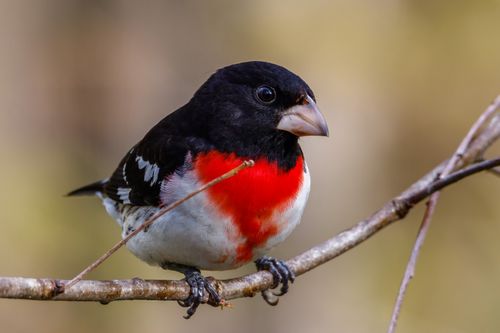 Free Stunning close-up of a male rose-breasted grosbeak perched on a branch, showcasing its vibrant plumage. Stock Photo