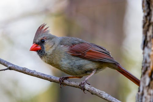 Free Cardinal Bird Perched on Brown Tree Branch Stock Photo