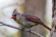 Cardinal Bird Perched on Brown Tree Branch