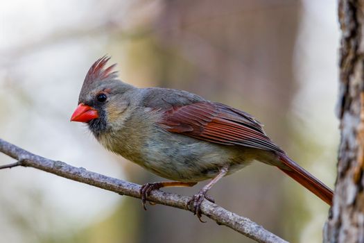 Cardinal Bird Perched on Brown Tree Branch