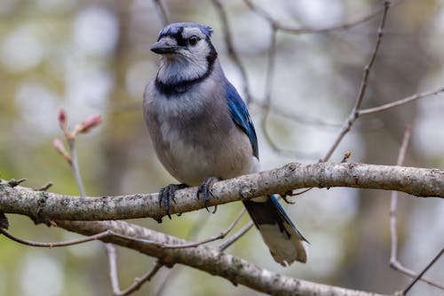 Macro Shot of a Blue Jay Bird Perched on a Branch