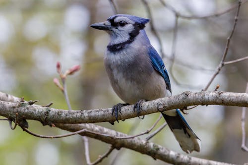 
A Close-Up Shot of a Blue Jay on a Branch