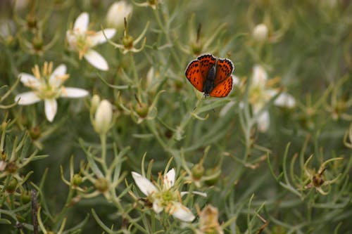 Kostenlos Brauner Und Schwarzer Schmetterling Thront Auf Weißer Blütenblattblume Stock-Foto