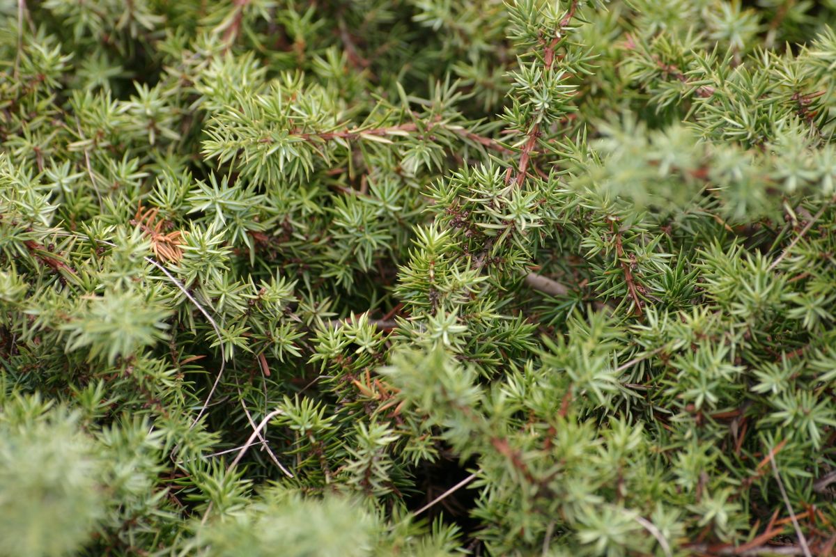 Detailed view of juniper plant displaying vibrant green needles outdoors. Ideal for nature concepts.