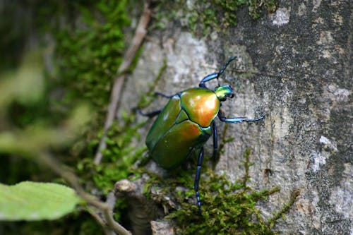 Free Green June Beetle on Tree Bark With Green Mosh in Closeup Photo Stock Photo