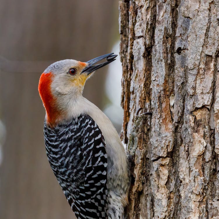 Red Bellied Woodpecker With Black Seed In Beak