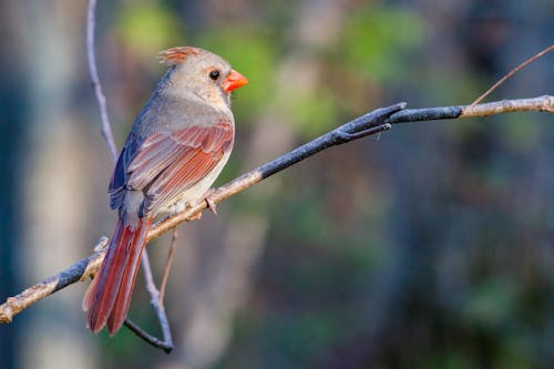 Free Cardinal Bird Perched on Tree Branch Stock Photo