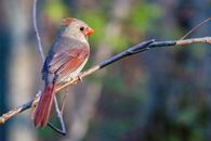 Cardinal Bird Perched on Tree Branch