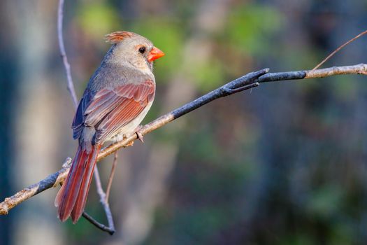 Cardinal Bird Perched on Tree Branch