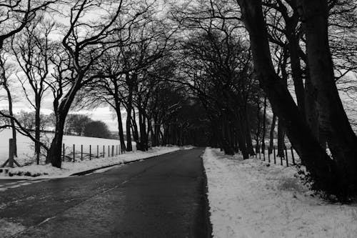 Grijswaardenfoto Van De Weg Tussen Verdorde Bomen