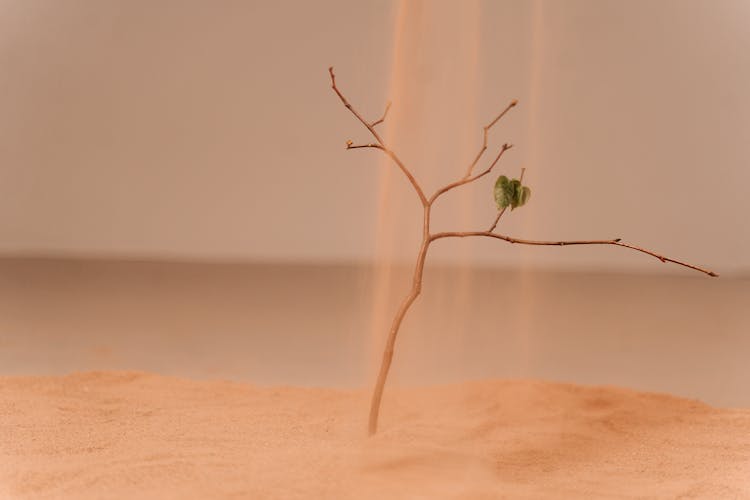 Falling Sand On Dried Plant