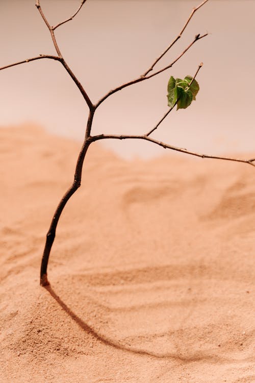 Dried Plant on Desert Sand