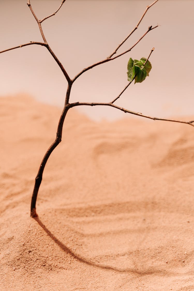 Dried Plant On Desert Sand