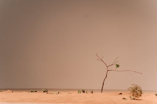 Základová fotografie zdarma na téma písek, poušť, sucho