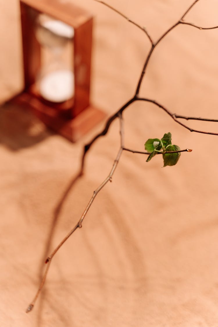 Wooden Branch In Sand Beside Sand Clock