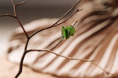 Green Leaves on Brown Stem