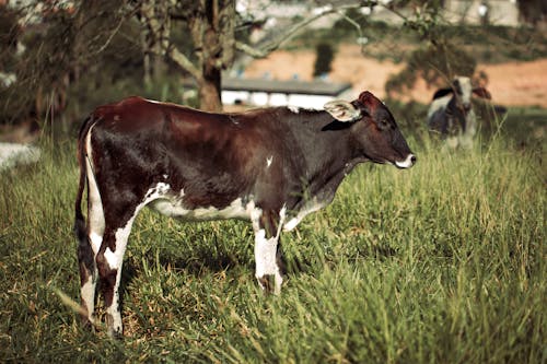 Brown and White Cow on Green Grass Field