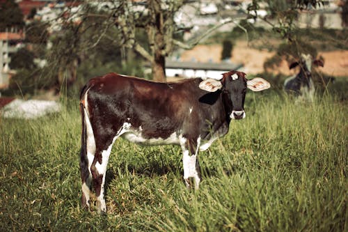 側面圖, 動物攝影, 哺乳動物 的 免费素材图片