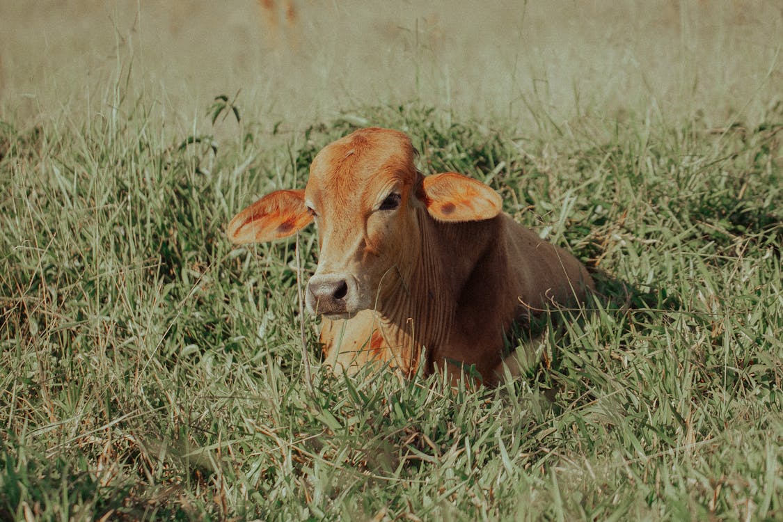 乾草地, 動物, 哺乳動物 的 免費圖庫相片